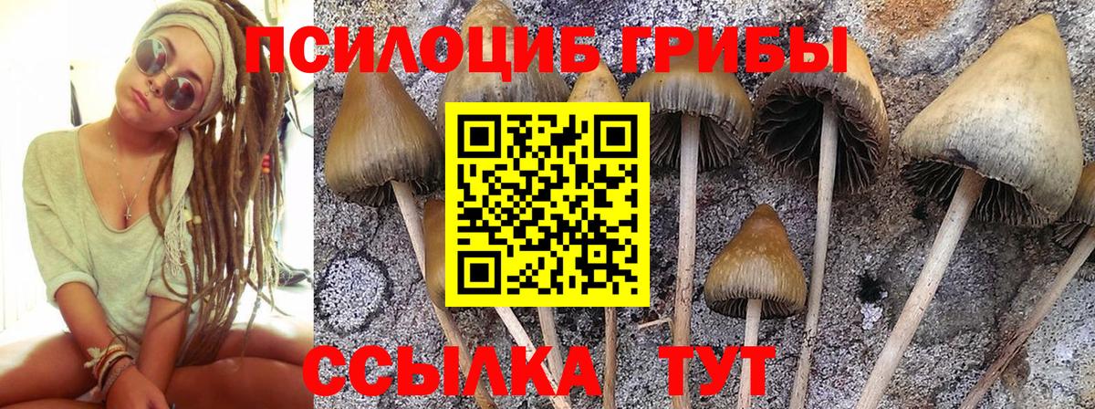 Холмск  магазин продажи   Вход с VPN  Псилоцибиновые грибы Psilocybine cubensis 